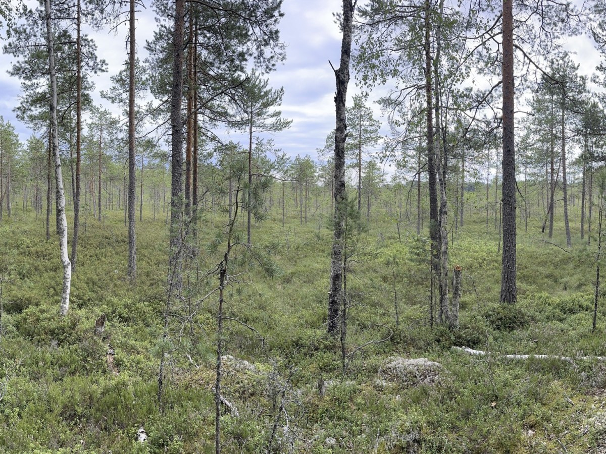 Sotkajärveläiset kävivät tutustumassa Rengontiennummen alueeseen